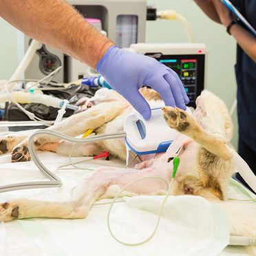 Hospital Veterinario Guil Galindo hospitalización de perro