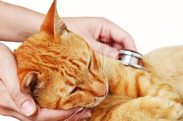 Hospital Veterinario Guil Galindo veterinario revisión a gato