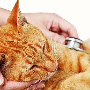 Hospital Veterinario Guil Galindo veterinario revisión a gato