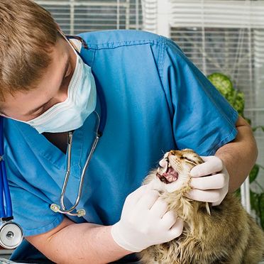 Hospital Veterinario Guil Galindo veterinario a gato