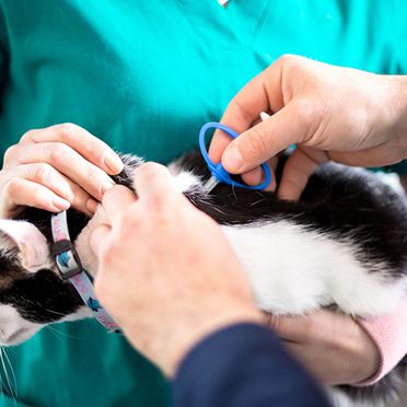 Hospital Veterinario Guil Galindo veterinario gato en consulta
